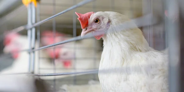 Fábrica de huevos agricultura avicultura granja de pollos — Foto de Stock