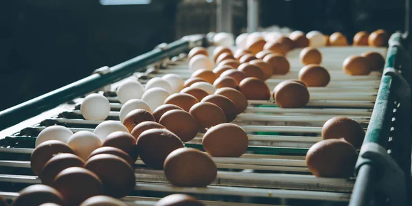 Яйцеводческая птицефабрика — стоковое фото
