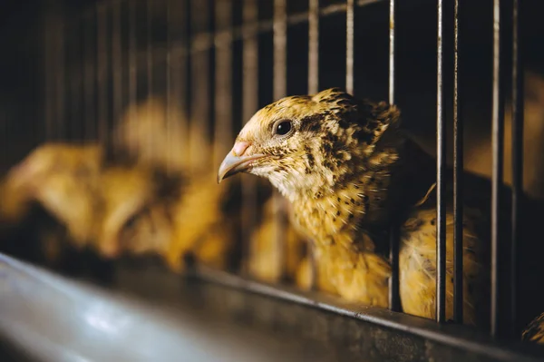 นกนกนกฟาร์มกรงไข่สัตว์อินทรีย์ไก่ — ภาพถ่ายสต็อก