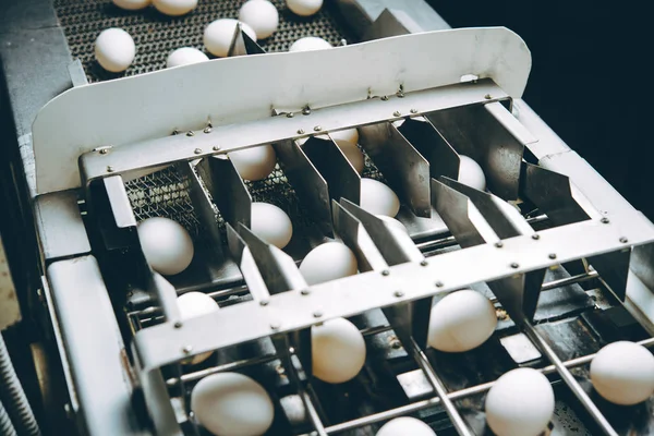 Fábrica de huevos agricultura avicultura granja de pollos — Foto de Stock