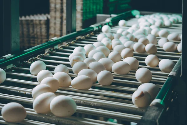 계란 공장 가금 류 닭 농장 — 스톡 사진