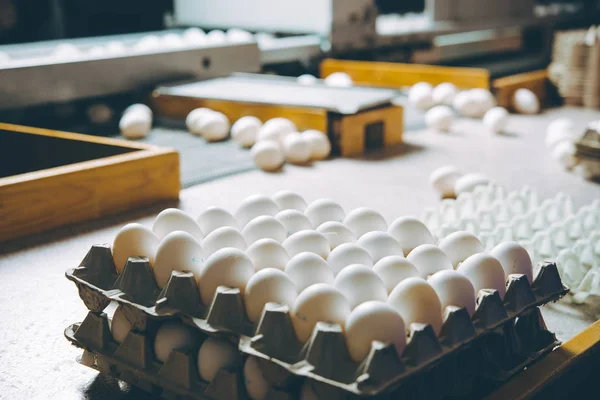 Fábrica de huevos agricultura avicultura granja de pollos — Foto de Stock