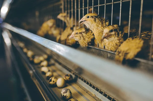 Gallina codorniz granja huevo jaula aves de corral animales orgánicos — Foto de Stock