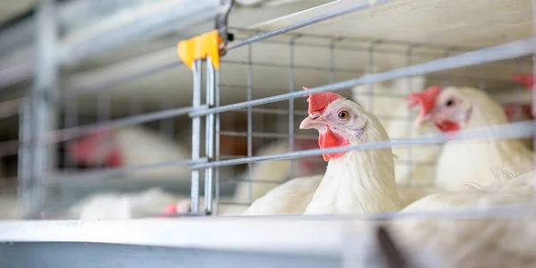 Fábrica de huevos agricultura avicultura granja de pollos — Foto de Stock