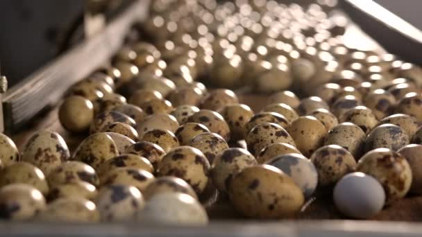 Jajko skorupa plastikowy pracownik sortowanie ręka rolnik przepiórka — Wideo stockowe