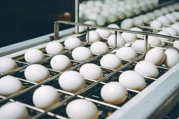 Яйцеводческая птицефабрика — стоковое фото