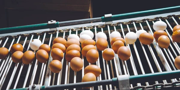 Fábrica de huevos agricultura avicultura granja de pollos — Foto de Stock