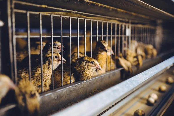 Gallina codorniz granja huevo jaula aves de corral animales orgánicos — Foto de Stock