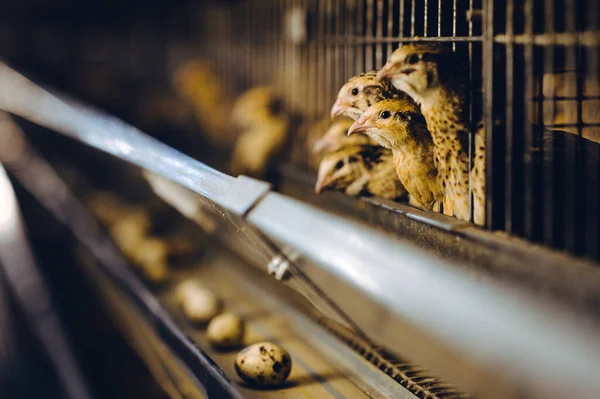 Gallina codorniz granja huevo jaula aves de corral animales orgánicos — Foto de Stock