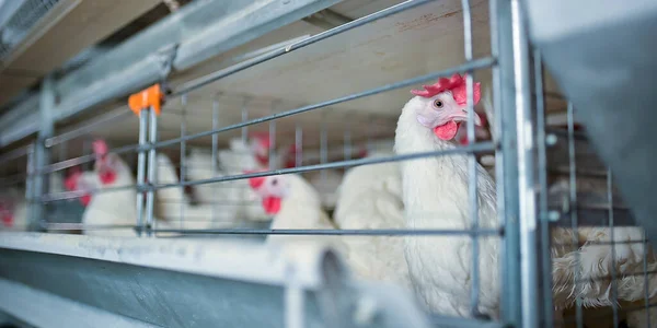 Fábrica de huevos agricultura avicultura granja de pollos — Foto de Stock