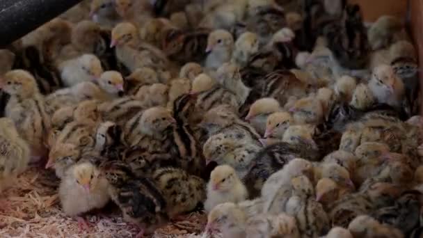 Little small quail poultry white chick bird — Stock Video