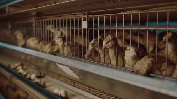 Quail bird farm egg cage organic animal poultry — Stock Video
