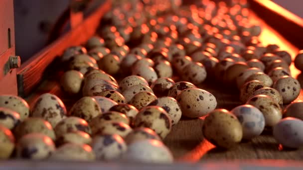 농부의 메추라기를 분류하는 달걀 껍데기 플라스틱 근로자 — 비디오