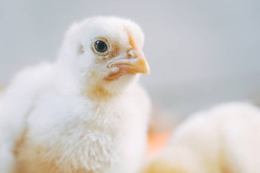 Küçük ızgara tavuklu beyaz piliç kuşu