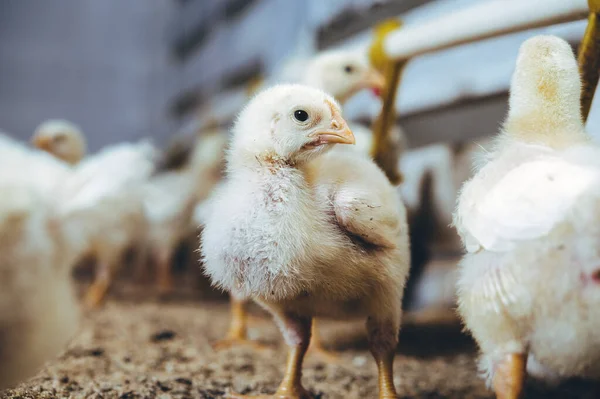 Pequeño pollito pollito blanco aves de corral — Foto de Stock