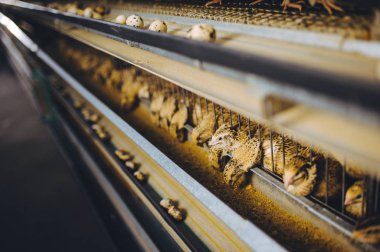 Bıldırcın çiftliği yumurta kafesi organik hayvan kümes hayvanları