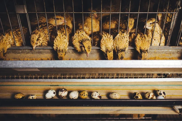 Gallina codorniz granja huevo jaula aves de corral animales orgánicos — Foto de Stock