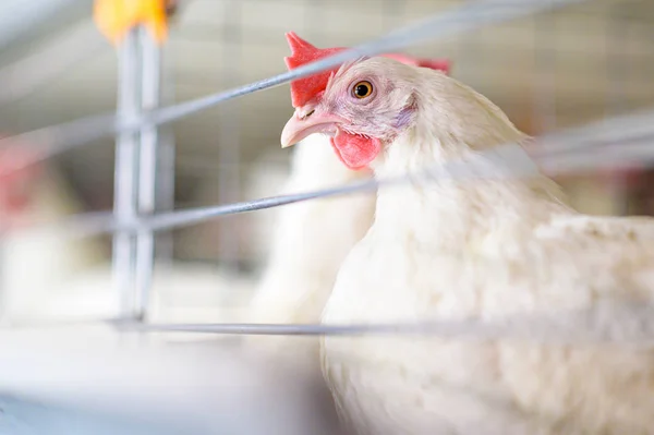 โรงงานไข่ การเกษตรไก่ไก่ฟาร์ม — ภาพถ่ายสต็อก
