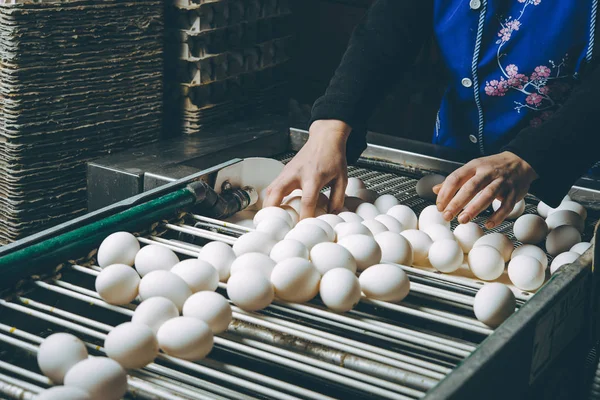 계란 공장 가금 류 닭 농장 — 스톡 사진