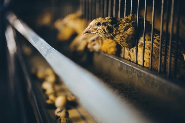 นกนกนกฟาร์มกรงไข่สัตว์อินทรีย์ไก่ — ภาพถ่ายสต็อก