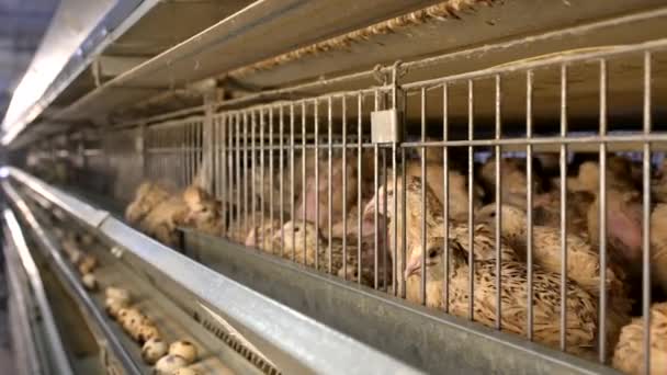 Gallina codorniz granja huevo jaula aves de corral animales orgánicos — Vídeo de stock