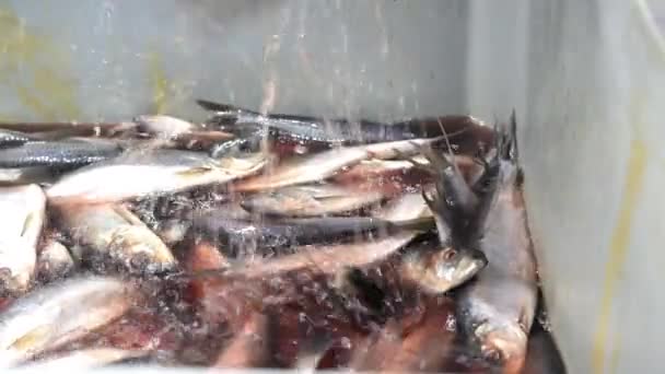 Fábrica de peixe triagem embalagem congelado recipiente omul — Vídeo de Stock