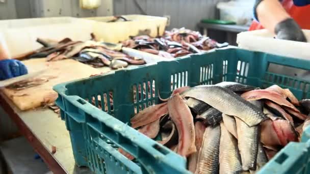 Rybí filet továrna krájet plátek lososa červená — Stock video
