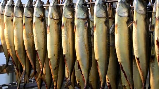 Peixe pendurar fumado fábrica cremalheira linha preparada — Vídeo de Stock