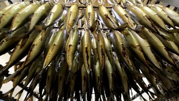 Fisk hänga rökt fabrik rack rad beredd — Stockvideo