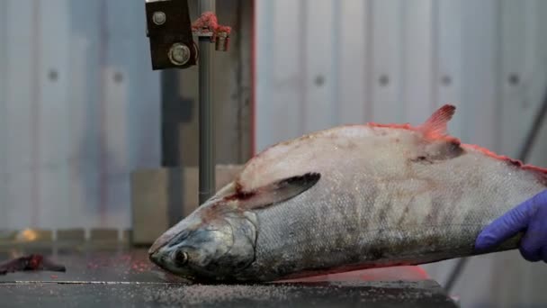 Corte de la fábrica de pescado vio rebanada de mariscos congelados — Vídeo de stock