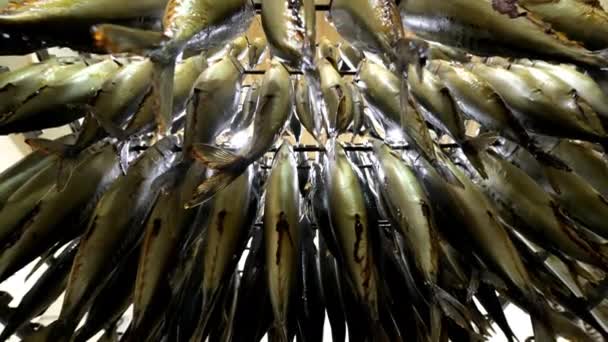 Peixe pendurar fumado fábrica cremalheira linha preparada — Vídeo de Stock