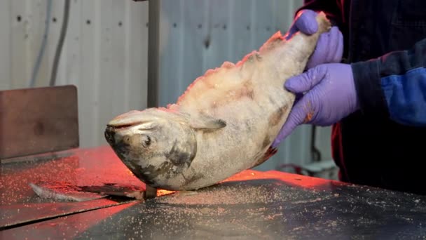 Corte de la fábrica de pescado vio rebanada de mariscos congelados — Vídeo de stock