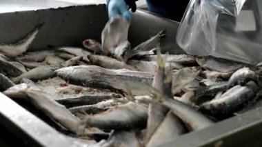 Donmuş konteynır ambalajı düzenleyen balık fabrikası.