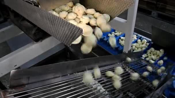 Knödel Fabrik Herstellung Prozess moderne Industrie Pelmeni — Stockvideo