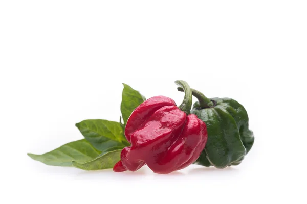 Trinidad moruga escorpión — Foto de Stock