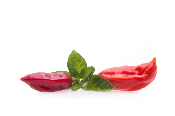 Naga Morich chile — Foto de Stock