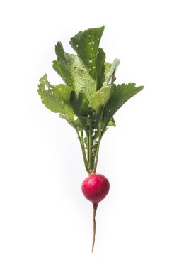 Turp kökü üzerinde beyaz