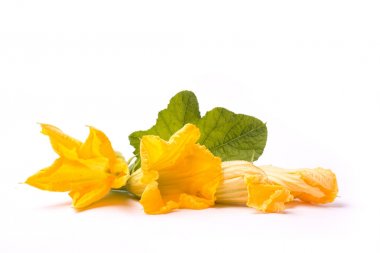 Beyaz kabak'ın çiçekleri