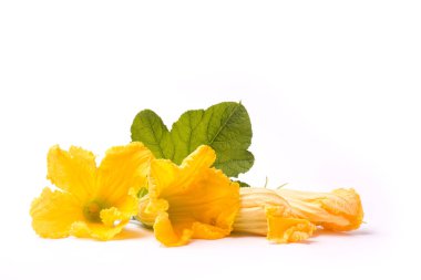 Beyaz kabak'ın çiçekleri