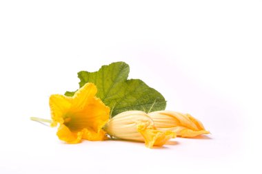 Beyaz kabak'ın çiçekleri