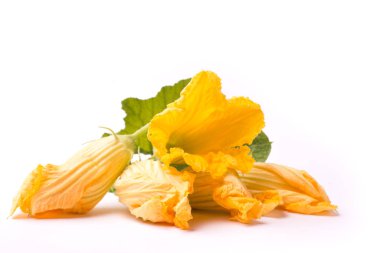 Beyaz kabak'ın çiçekleri