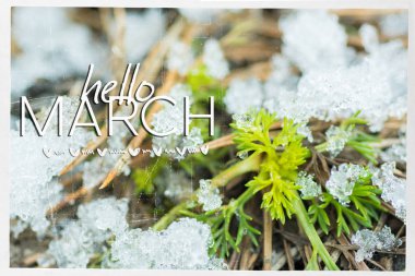 Hello March card. Soft Image of early green sprout appearing from melting snowcover in spring forest. clipart