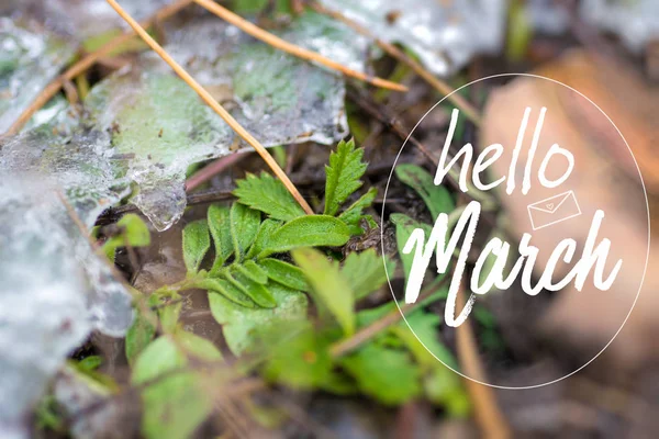 Hello March card. Soft Image of early green sprout appearing from melting snowcover in spring forest. — Stock Photo, Image