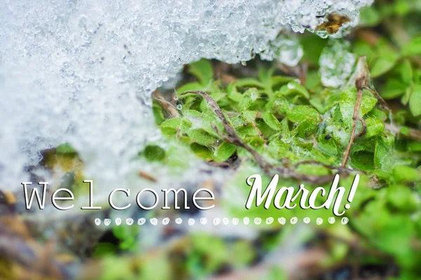 Hello March card. Soft Image of early green sprout appearing from melting snowcover in spring forest. — Stock Photo, Image