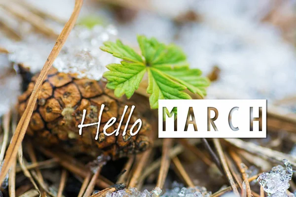 Hello March card. Soft Image of early green sprout appearing from melting snowcover in spring forest. — Stock Photo, Image