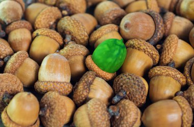 renkli meşe palamudu karşı sıradan meşe palamutları soyut vizyon farklı, benzersiz Kişilik kalabalık, liderlik kalite dışarı ayakta olabileceği gibi. güzel natürmort arka plan