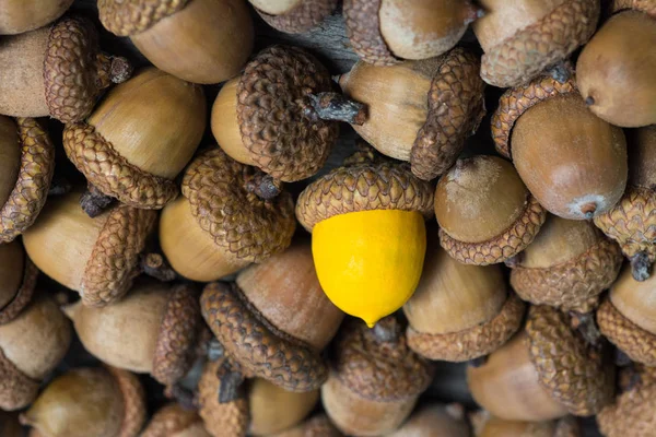 Bellota colorido contra de bellotas ordinarias visión abstracta ser diferente, personalidad única o destacarse de la multitud, calidad de liderazgo. hermoso bodegón fondo — Foto de Stock