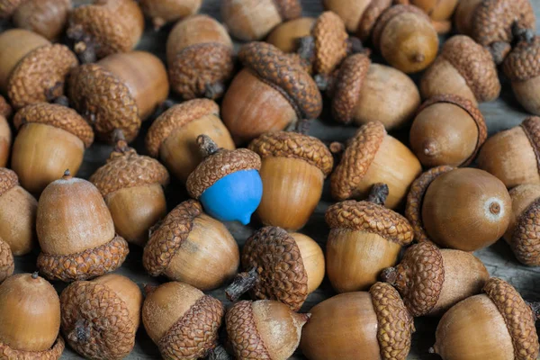 colorful acorn against of ordinary acorns abstract vision be different, unique personality or standing out from the crowd, leadership quality. beautiful still life background