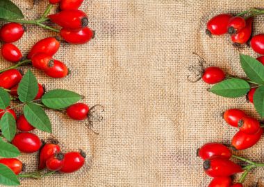 Şifalı bitkiler ve otlar kompozisyon: köpek gül, grup kuşburnu şube, farklı türleri Rosa canina kalça üzerine beyaz