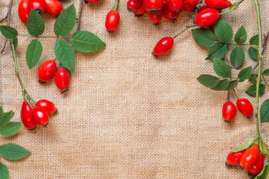 Şifalı bitkiler ve otlar kompozisyon: köpek gül, grup kuşburnu şube, farklı türleri Rosa canina kalça üzerine beyaz